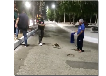 Tamanduá é flagrado passeando no meio da rua em Mossoró