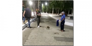 Tamanduá é flagrado passeando no meio da rua em Mossoró