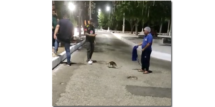 Tamanduá é flagrado passeando no meio da rua em Mossoró