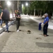 Tamanduá é flagrado passeando no meio da rua em Mossoró