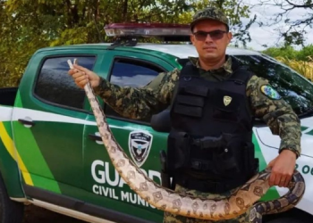 Guarda Municipal resgata quase 200 animais silvestres em 2022