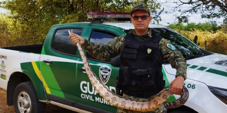 Guarda Municipal resgata quase 200 animais silvestres em 2022