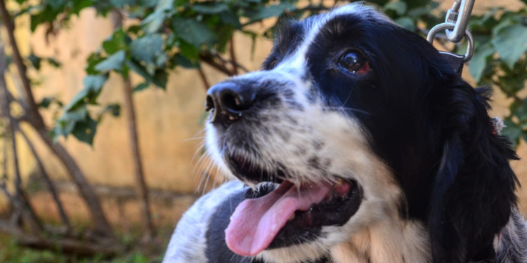 CCZ disponibiliza vacina antirrábica para animais que não foram vacinados durante campanha