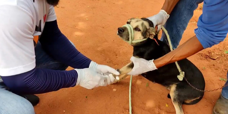 Vigilância Sanitária de Mossoró investiga doença em cães da Zona Rural