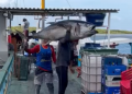 Atum de 100kg pescado em Areia Branca vai virar sushi em São Paulo