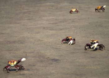 Idema alerta para período de reprodução dos caranguejos