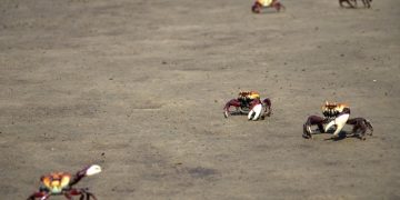 Idema alerta para período de reprodução dos caranguejos