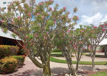 Polícia prende casal especializado em furtar rosas do deserto