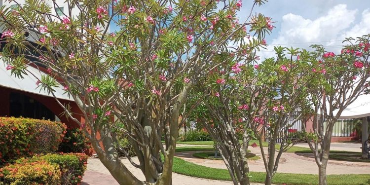 Polícia prende casal especializado em furtar rosas do deserto