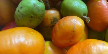 Quem tem Seriguela? Pesquisa pode desenvolver planta que produzirá fruta fora da temporada