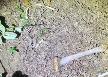 Quatro ossadas são encontradas em mata na zona rural de Lagoa Salgada
