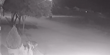 Dona de poodle atacado por pitbull mestiço lamenta morte de animal