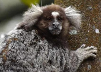 Novo caso suspeito de febre amarela em primata é investigado no RN