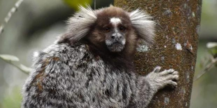 Novo caso suspeito de febre amarela em primata é investigado no RN