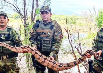 Polícia Ambiental resgata jiboia com mais de 2 metros em Caicó