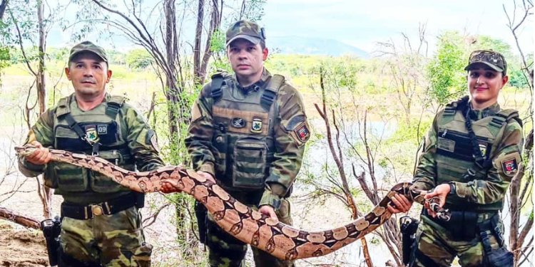 Polícia Ambiental resgata jiboia com mais de 2 metros em Caicó