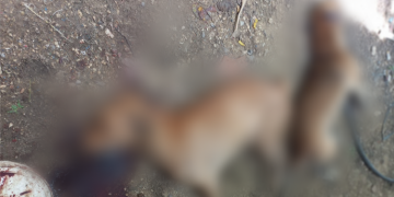 Polícia prende suspeito de maus-tratos a animais em Governador Dix-Sept Rosado