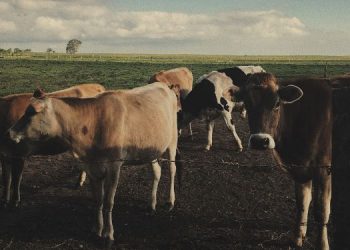 Saiba como proteger o gado de raios e evitar acidentes na zona rural