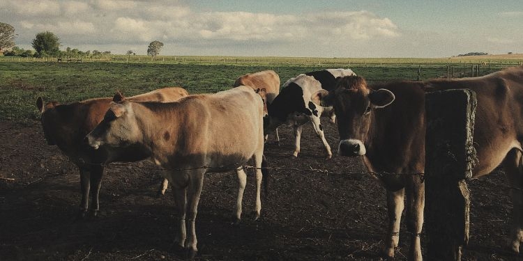 Saiba como proteger o gado de raios e evitar acidentes na zona rural