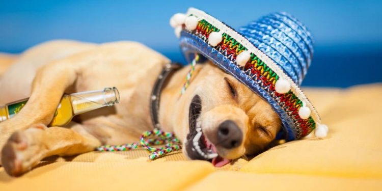 Conheça receita de como curar ressaca pós-folia de Carnaval