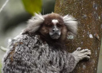 Fiocruz/RJ e Ministério da Saúde investigam caso suspeito de febre amarela em primata no RN