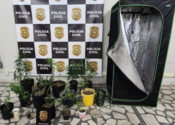 Homem é preso cultivando maconha dentro de casa em Mossoró