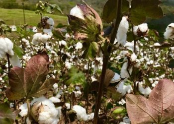 Programa Algodão Agroecológico Potiguar pretende incluir mil famílias no processo produtivo