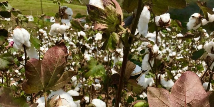 Programa Algodão Agroecológico Potiguar pretende incluir mil famílias no processo produtivo