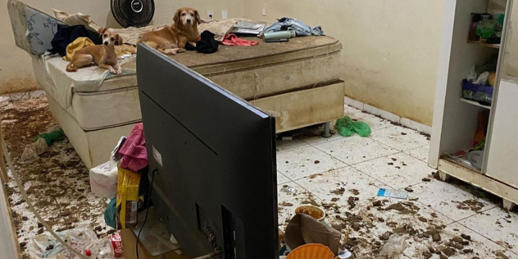 Quase um ano após resgate, justiça determina que cachorros do Abolição sejam entregues para mãe  de ex-tutora