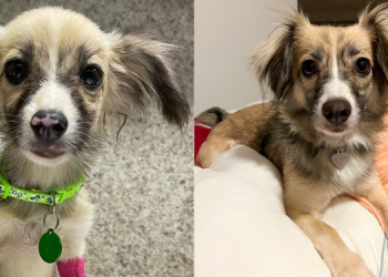 Um ano depois: cachorra do caso Abolição ganha novo lar