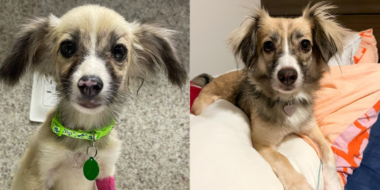 Um ano depois: cachorra do caso Abolição ganha novo lar