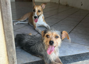 ONG promove feira de adoção de animais em Mossoró neste sábado (25)