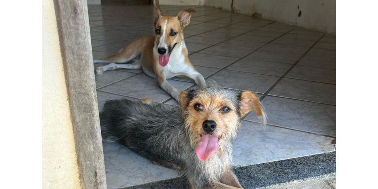 ONG promove feira de adoção de animais em Mossoró neste sábado (25)