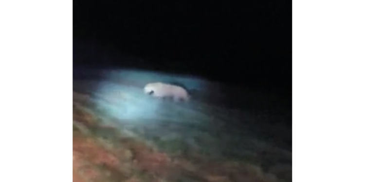 Vídeo que mostra onça não foi gravado em Baraúna, diz Polícia Ambiental