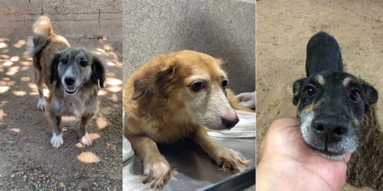 Justiça reverte decisão e animais do Abolição não serão devolvidos à mãe da ex-tutora