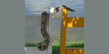 Jiboia é vista passeando no Calçadão da Lagoa de Apodi