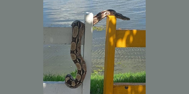 Jiboia é vista passeando no Calçadão da Lagoa de Apodi