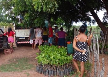 Mudas de cajueiro são distribuídas na zona rural de Mossoró