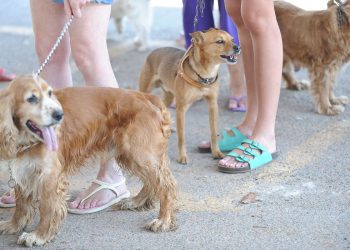 Governo proíbe uso de animais para pesquisas de cosméticos