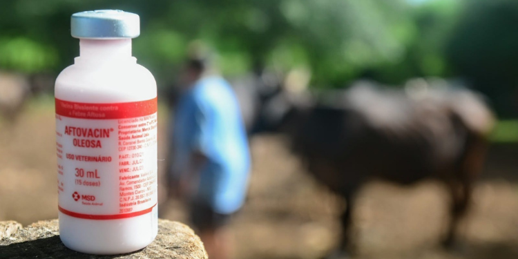 Prefeitura divulga calendário da 1ª etapa de vacinação contra a febre aftosa