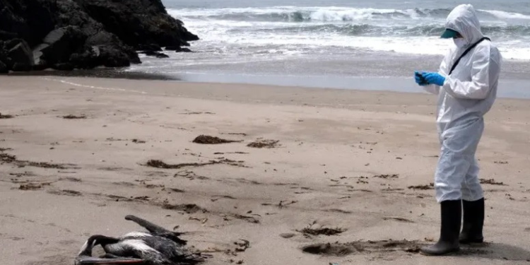 Com aves migratórias mortas encontradas no litoral potiguar, Governo alerta sobre prevenção de gripe aviária