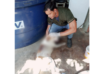 Cachorro foi maltratado por ter bebido água de burro, diz delegado