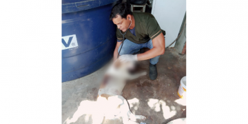 Cachorro foi maltratado por ter bebido água de burro, diz delegado