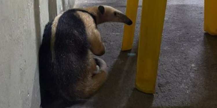 Tamanduá encontrado em churrascaria é devolvido à natureza; veja imagens