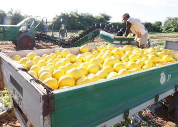 Em visita a Mossoró, governadora anuncia novo exportador de frutas