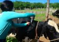 Primeira etapa da vacinação contra febre aftosa começa nessa terça-feira (02)