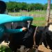 Primeira etapa da vacinação contra febre aftosa começa nessa terça-feira (02)
