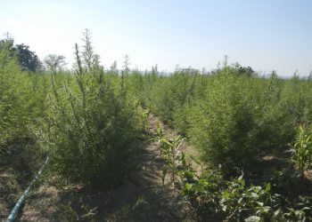 Associação potiguar consegue liberação para cultivo medicinal da Cannabis