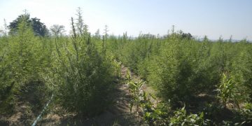 Associação potiguar consegue liberação para cultivo medicinal da Cannabis