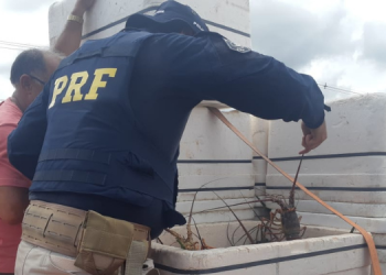 Mais de 200kg de lagosta pescados irregularmente são apreendidos pela polícia